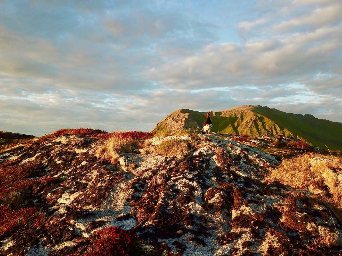 Midnight Sun View Lofoten ليكنيز المظهر الخارجي الصورة